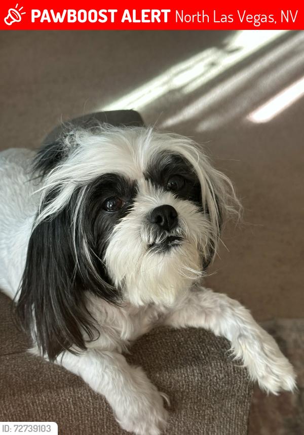 Lost Female Dog last seen Ann & Lossee, North Las Vegas, NV 89081