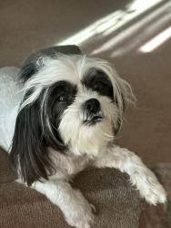 Lost Female Dog last seen Ann & Lossee, North Las Vegas, NV 89081
