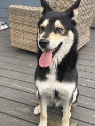 Found/Stray Male Dog last seen Jensen and Lyons , Houston, TX 77026