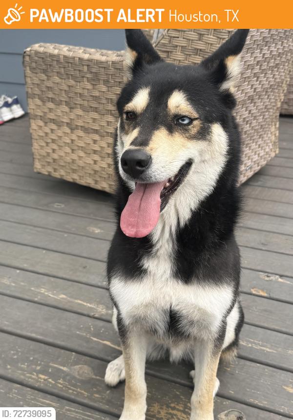 Found/Stray Male Dog last seen Jensen and Lyons , Houston, TX 77026