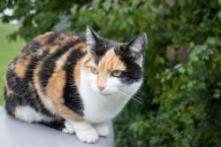 Found/Stray Female Cat last seen Near Lisle Alley, Columbus, OH 43206