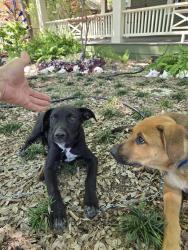 Found/Stray Unknown Dog last seen Tremont at abrams , Dallas, TX 75214
