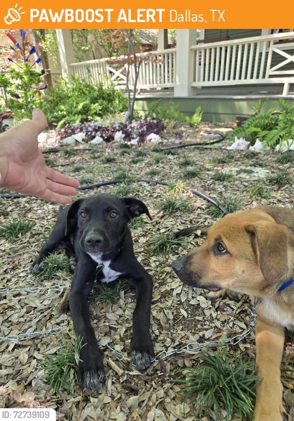 Found/Stray Unknown Dog last seen Tremont at abrams , Dallas, TX 75214