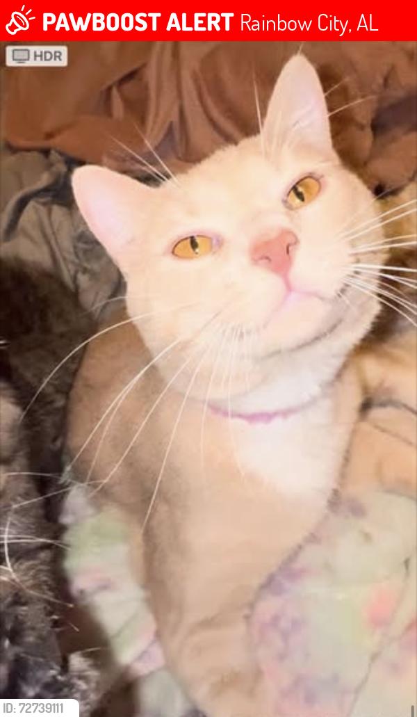 Lost Male Cat last seen Behind Martins, Rainbow City, AL 35906