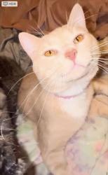 Lost Male Cat last seen Behind Martins, Rainbow City, AL 35906