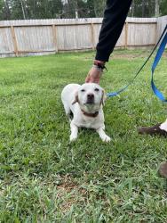 Found/Stray Male Dog last seen On the freeway, Splendora, TX 77372