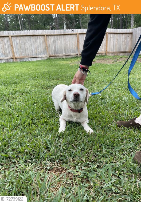 Found/Stray Male Dog last seen On the freeway, Splendora, TX 77372