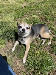Lost Male Dog last seen Carrousel Dr. & Lasater Rd, Clemmons, NC 27012