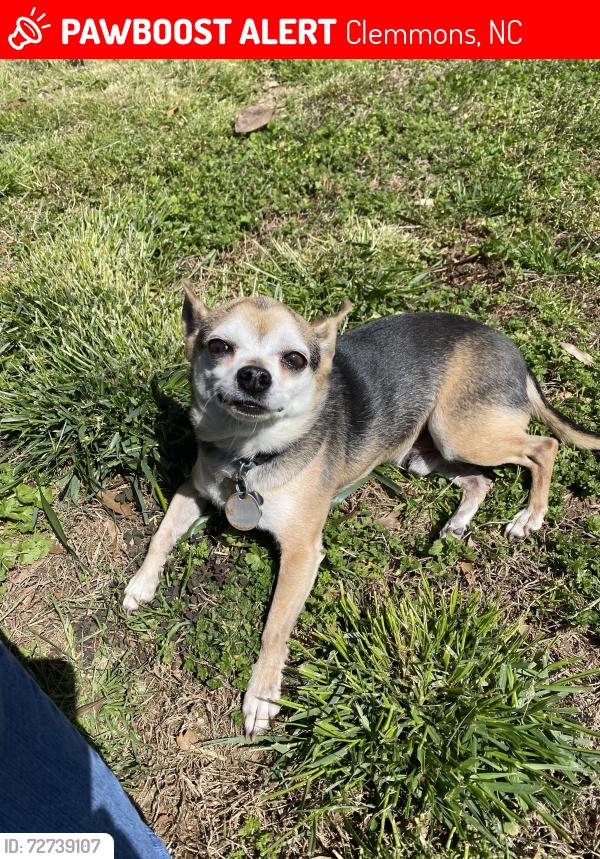Lost Male Dog last seen Carrousel Dr. & Lasater Rd, Clemmons, NC 27012