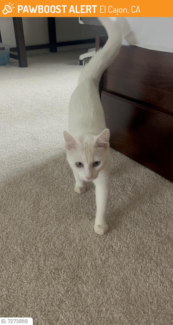 Found/Stray Unknown Cat last seen Stone Edge Cir, El Cajon, CA 92021