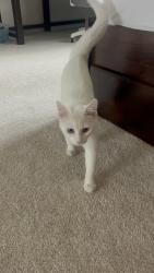 Found/Stray Unknown Cat last seen Stone Edge Cir, El Cajon, CA 92021