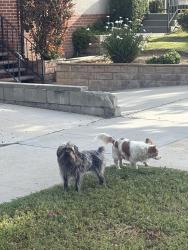 Found/Stray Unknown Dog last seen Huntington Dr and grand ave, Alhambra, CA 91801