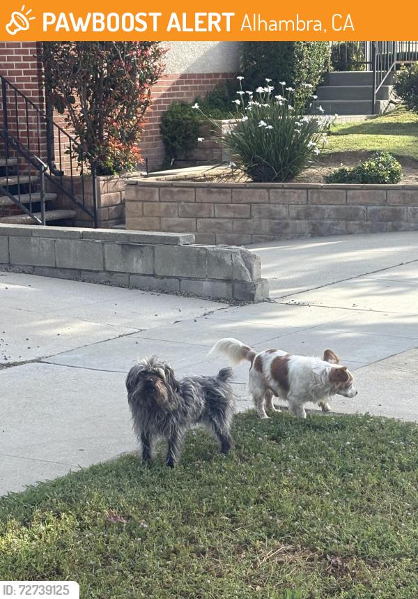 Found/Stray Unknown Dog last seen Huntington Dr and grand ave, Alhambra, CA 91801