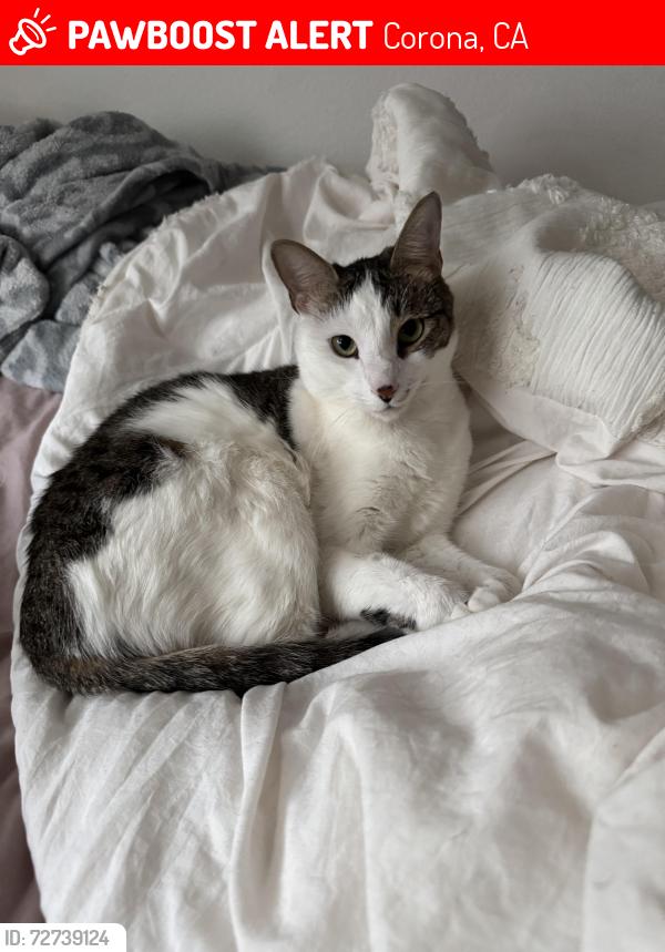 Found/Stray Female Cat last seen foothill and rimpau , Corona, CA 92881