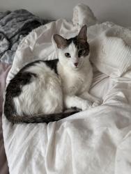 Found/Stray Female Cat last seen foothill and rimpau , Corona, CA 92881