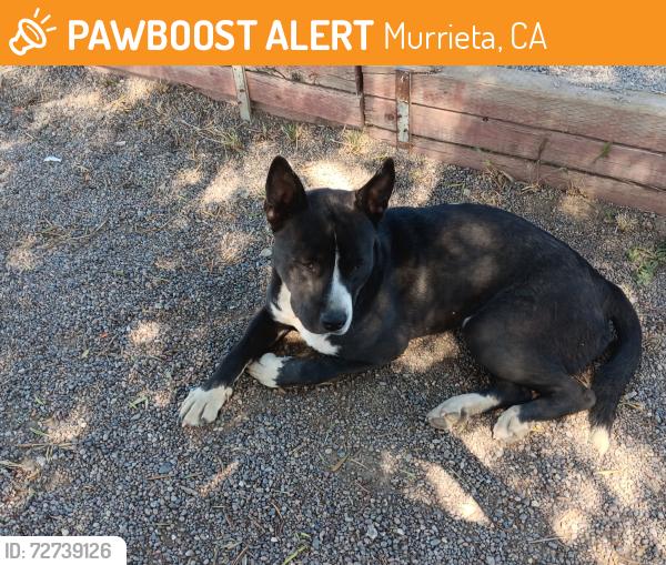 Found/Stray Male Dog last seen Paris Racetrack, Ca., Murrieta, CA 92563