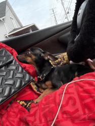 Lost Male Dog last seen Kirton ave , Cleveland, OH 44135