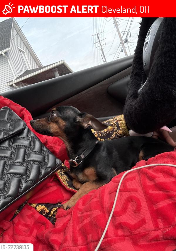 Lost Male Dog last seen Kirton ave , Cleveland, OH 44135