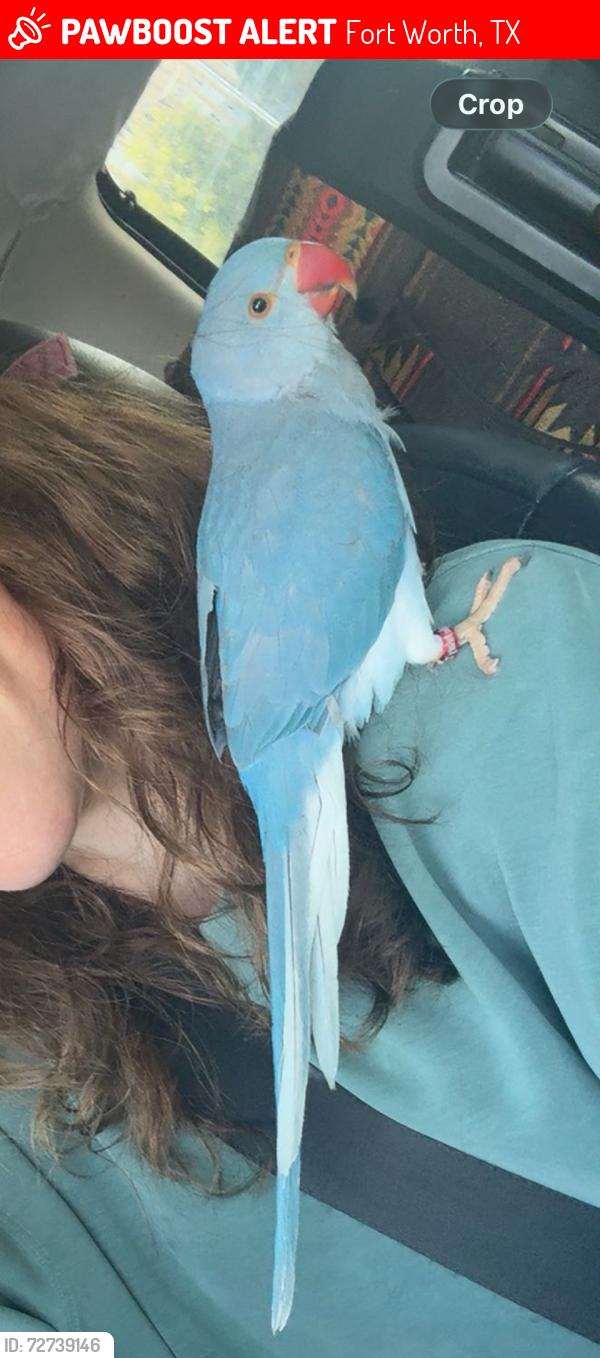 Lost Male Bird last seen Hulen St and Granbury Rd., Fort Worth, TX 76133