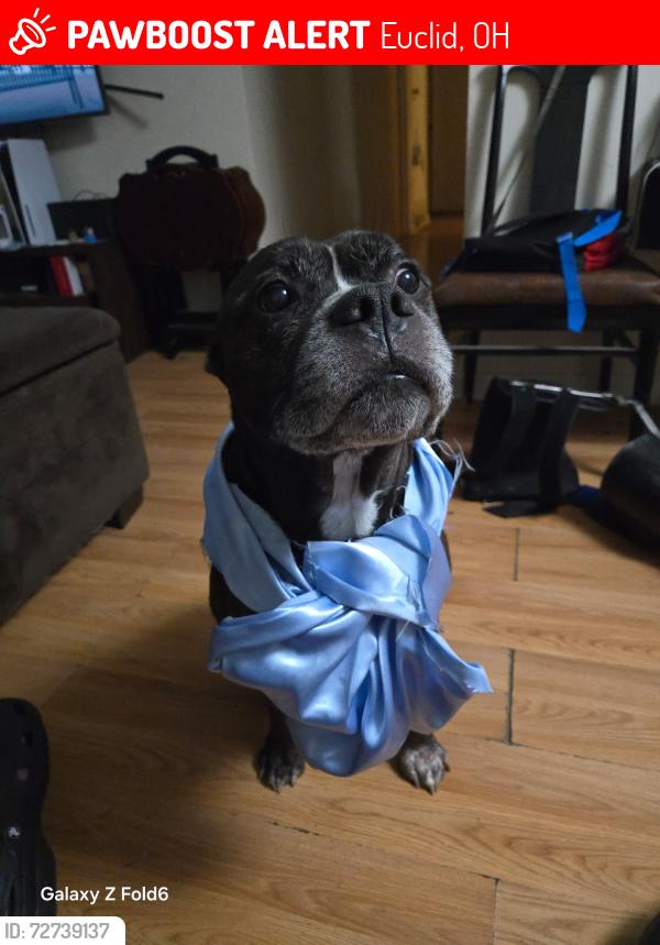Lost Male Dog last seen E.260 AND HEMLOCK , Euclid, OH 44132
