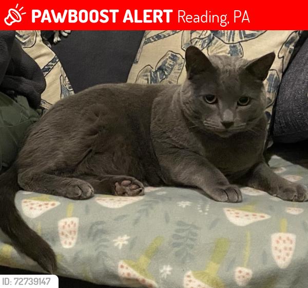 Lost Male Cat last seen Spring street , Reading, PA 19604