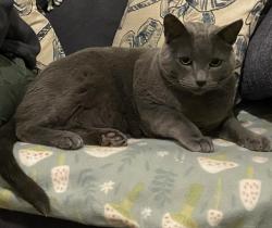 Lost Male Cat last seen Spring street , Reading, PA 19604