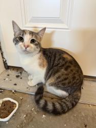 Found/Stray Unknown Cat last seen Cottage Grove, Cottage Grove, MN 55016