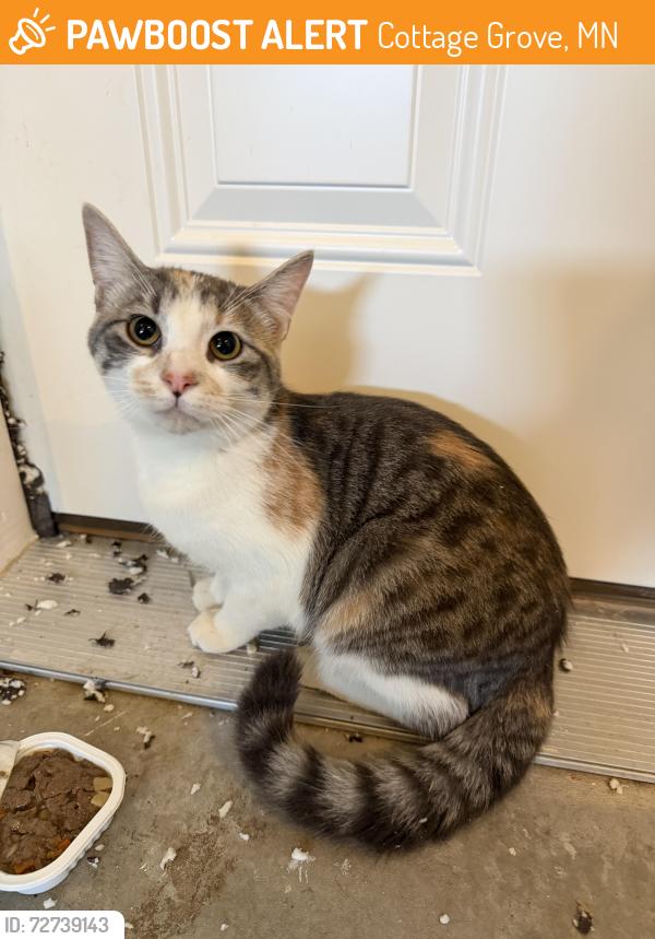 Found/Stray Unknown Cat last seen Cottage Grove, Cottage Grove, MN 55016
