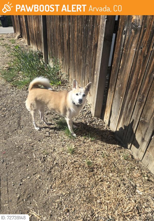 Found/Stray Unknown Dog last seen Yarrow Street & Ralston Road, Arvada, CO 80002