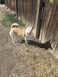 Found/Stray Unknown Dog last seen Yarrow Street & Ralston Road, Arvada, CO 80002