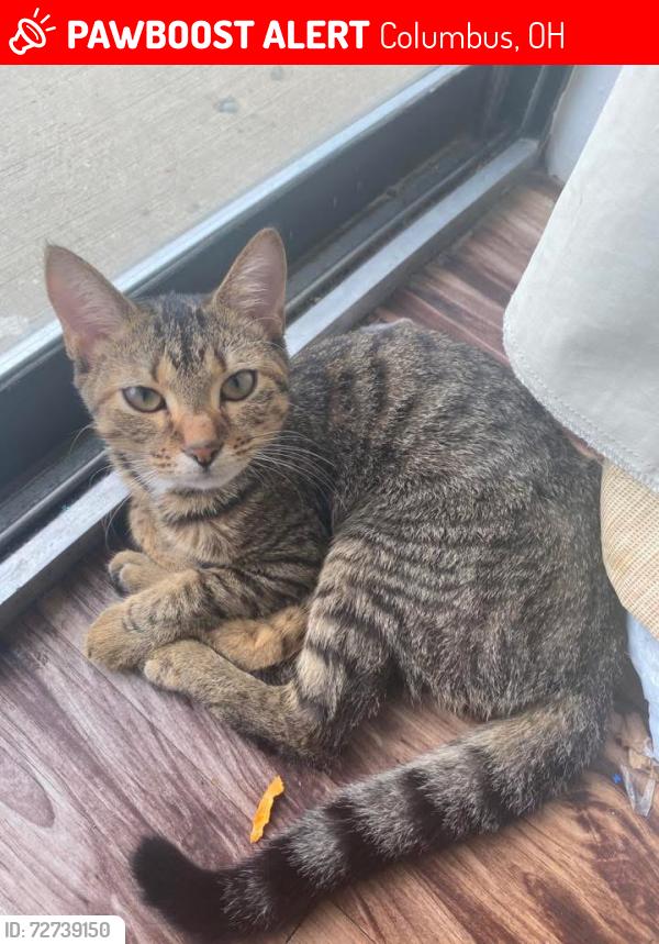 Lost Female Cat last seen high st and w california ave, Columbus, OH 43202