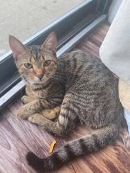 Lost Female Cat last seen high st and w california ave, Columbus, OH 43202