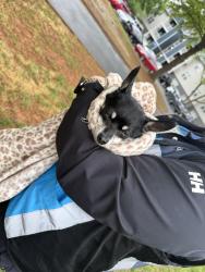 Found/Stray Unknown Dog last seen Rise Stone Gate apmts , Charlotte, NC 28212