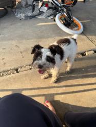 Lost Female Dog last seen Alameda and Williamson, Corpus Christi, TX 78411