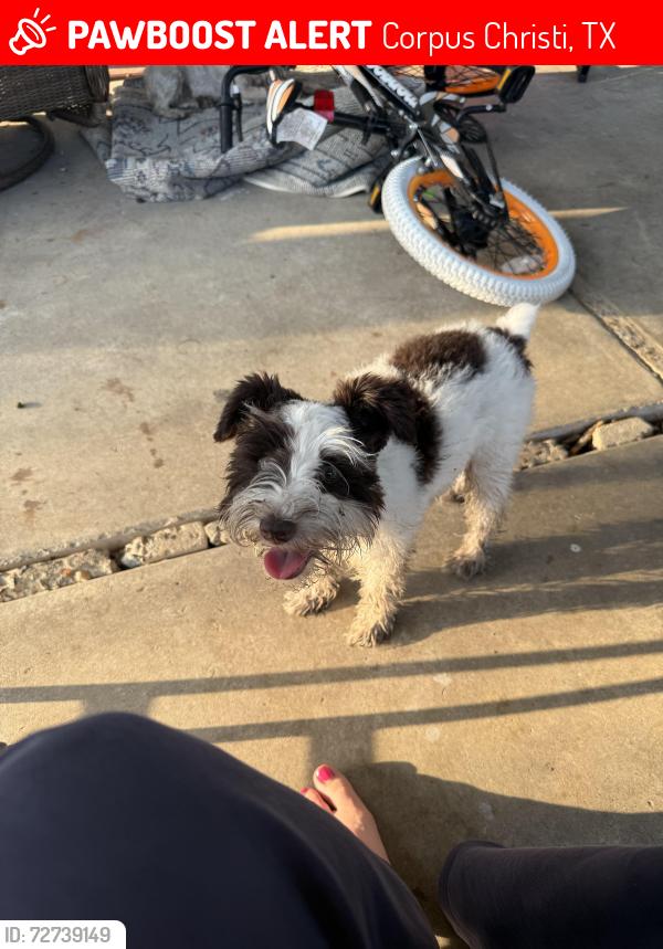Lost Female Dog last seen Alameda and Williamson, Corpus Christi, TX 78411
