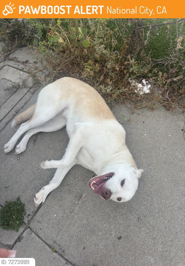 Found/Stray Unknown Dog last seen Near shelby dr and cementary, National City, CA 91950