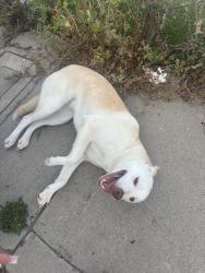 Found/Stray Unknown Dog last seen Near shelby dr and cementary, National City, CA 91950