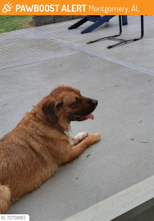 Found/Stray Male Dog last seen Faunsdale, Montgomery, AL 36109