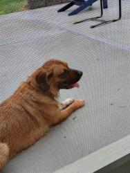 Found/Stray Male Dog last seen Faunsdale, Montgomery, AL 36109