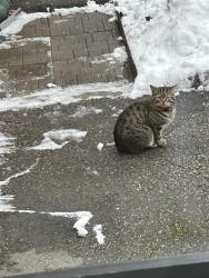 Found/Stray Male Cat last seen Queen St,  Brittania, Falconer Dr., Mississauga, ON L5N
