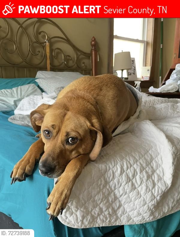 Lost Female Dog last seen Happy Hollow Rd. , Sevier County, TN 37862
