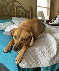 Lost Female Dog last seen Happy Hollow Rd. , Sevier County, TN 37862