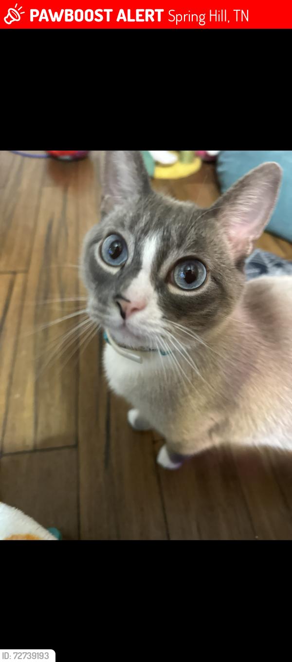 Lost Male Cat last seen hse, Spring Hill, TN 37174