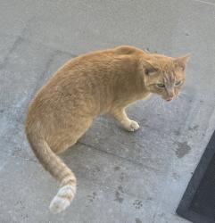 Found/Stray Unknown Cat last seen Near and Kingsrow, Topeka, KS 66614
