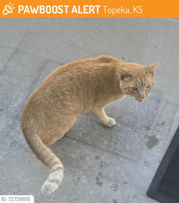 Found/Stray Unknown Cat last seen Near and Kingsrow, Topeka, KS 66614