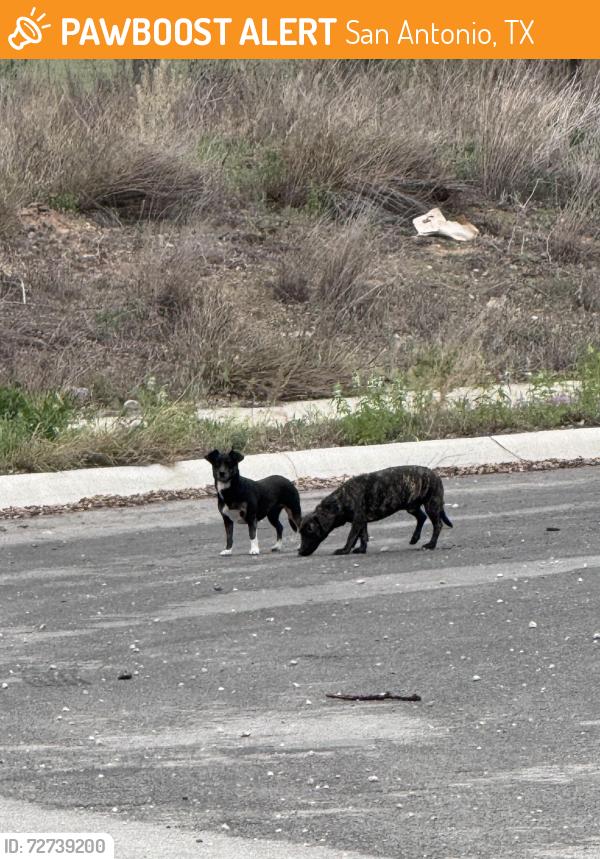 Found/Stray Male Dog last seen Gus Mccrae end of culdesac, San Antonio, TX 78264