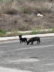 Found/Stray Male Dog last seen Gus Mccrae end of culdesac, San Antonio, TX 78264