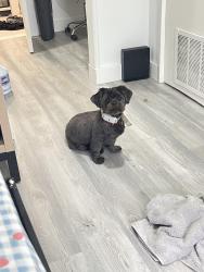 Lost Male Dog last seen Sarah Pl & Leann Ln, Wilmer, AL 36587
