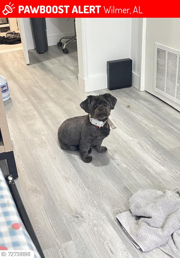 Lost Male Dog last seen Sarah Pl & Leann Ln, Wilmer, AL 36587