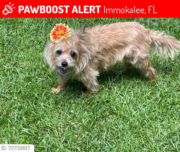 Lost Female Dog last seen Near 6th Ave Immokalee Florida., Immokalee, FL 34142